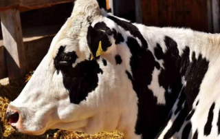 Kuh Holstein