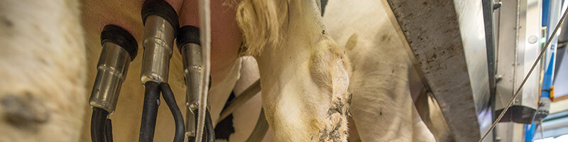 Über das Melkgeschirr können Erreger von Mastitis von einer Kuh zur anderen übertragen werden.