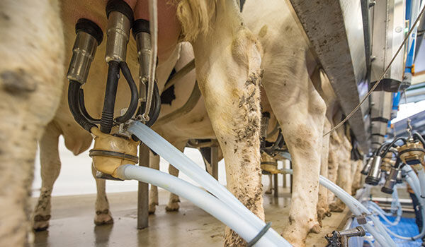 Über das Melkgeschirr können Erreger von Mastitis von einer Kuh zur anderen übertragen werden.